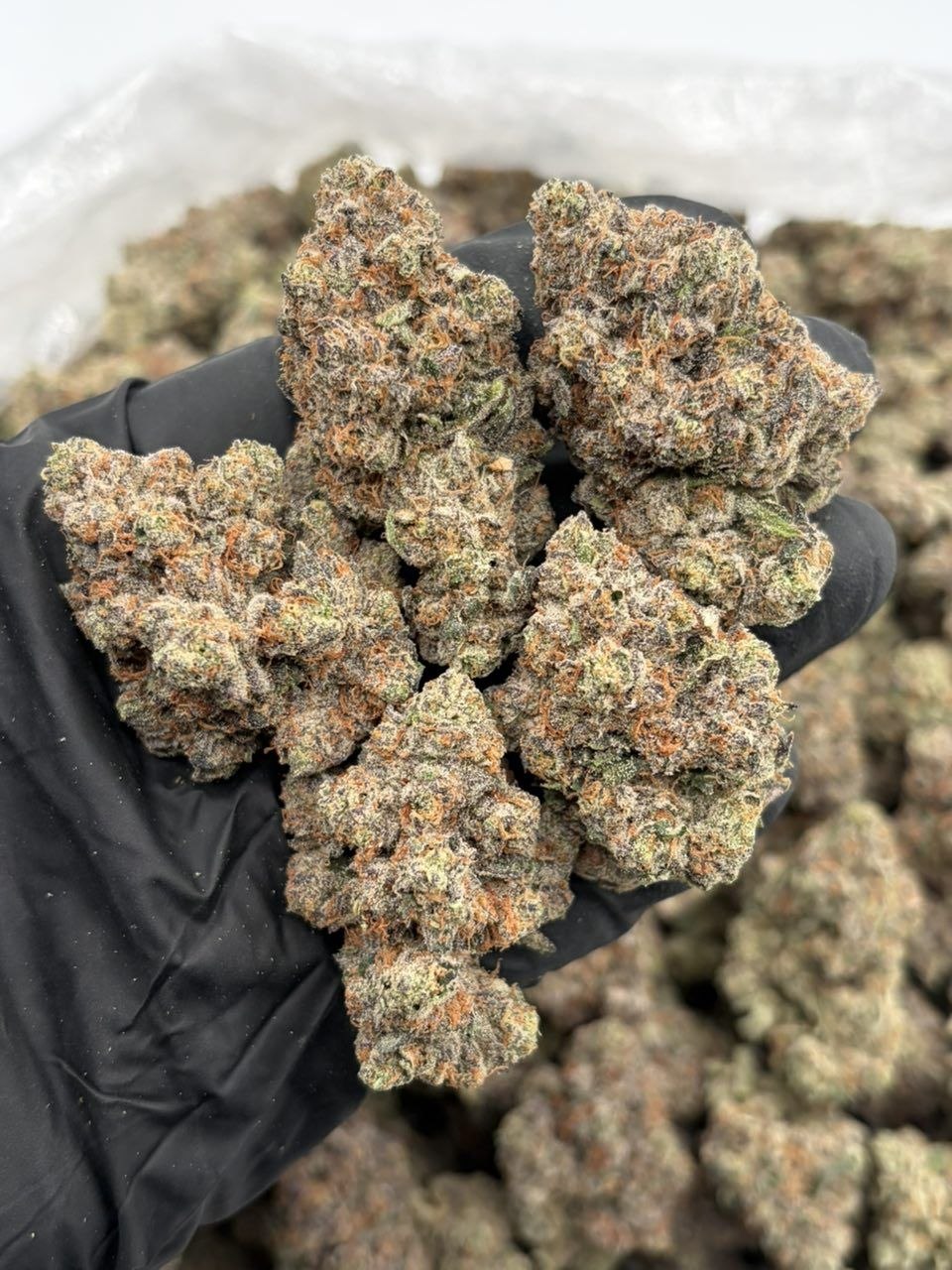 blue jelly weed strain blue jelly weed strain